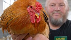 Na brnnském výstaviti 5. záí vrcholily dvoudenní Jihomoravské doínky. Návtvníci si mohli zblízka prohlédnout také hospodáská zvíata, napíklad tohoto výstavního kohouta zdrobnlé brahmanky