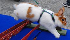 Na brnnském výstaviti 5. záí vrcholily dvoudenní Jihomoravské doínky. Souástí programu bylo také 1. mistrovství R v Králiím hopu - skákání králík pes pekáky