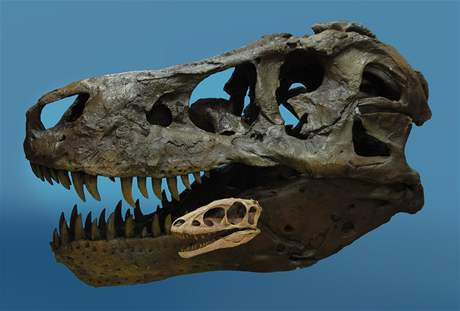 Lebka raptorexe ve srovnání s nejvtím exempláem druhu Tyranosaurus rex zvaného podle své objevitelky Sue.