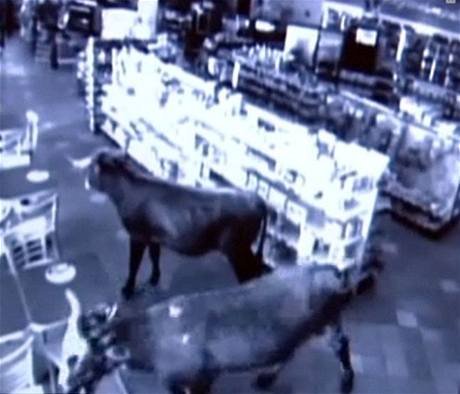 Splašené krávy v supermarketu zachytily bezpečnostní kamery.