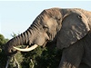 Slon - ilustraní foto