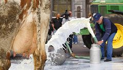 Celá Evropa protestuje proti cenám mléka, čeští zemědělci se nepřidají
