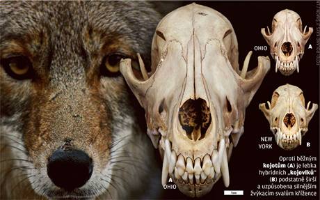 Srovnání lebek kojot a jejich úspných píbuzných