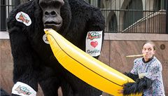 The Great Gorilla Run 2009 v Londýn�.