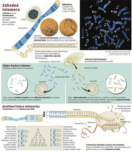 Jak funguj telomery