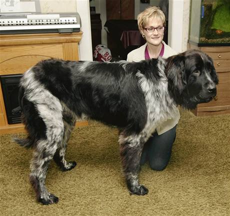 Největší pes světa Boomer