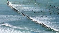 Vlnu u africkch beh sjelo najednou 103 surfa, vytvoili rekord