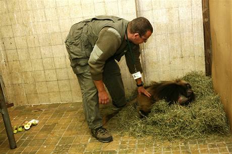 Opiák Heiko u pod kontrolou veterináe brnnské zoo Jiího Vítka spí ve své ubikaci.