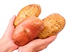 Velk brambory (ilustran foto)