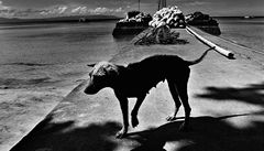 Jan Zatorsky: Pochoutka. Na Celebesu je pojídání ps� b�nou zále�itostí - tradi�ní pokrm Erve prý vypadá a chutná jako Kat�v �leh. 1  