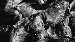 Jan Zatorsky: Pochoutka. Na Celebesu je pojídání ps� b�nou zále�itostí - tradi�ní pokrm Erve prý vypadá a chutná jako Kat�v �leh. 3