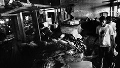 Jan Zatorsky: Pochoutka. Na Celebesu je pojídání ps� b�nou zále�itostí - tradi�ní pokrm Erve prý vypadá a chutná jako Kat�v �leh. 4