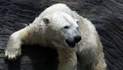 Chov ledních medvědů představuje pro zoo titánskou zkoušku