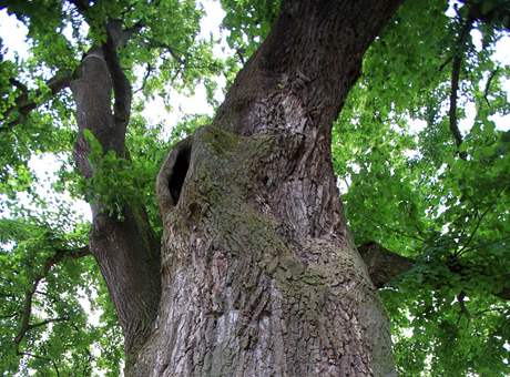 Strom roku 2009 - tisíciletá lípa rostoucí v osad Kotel na Liberecku.
