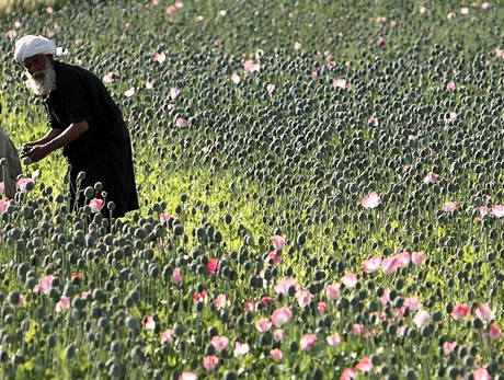Opium v Afghánistánu (ilustraní foto)
