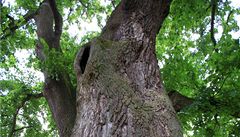 Strom roku 2009 - tisíciletá lípa rostoucí v osadě Kotel na Liberecku. | na serveru Lidovky.cz | aktuální zprávy