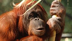 Malajsie obnoví prales na Borneu pro ohrožené orangutany 