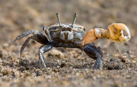 Krab houslista (uca pugnax).