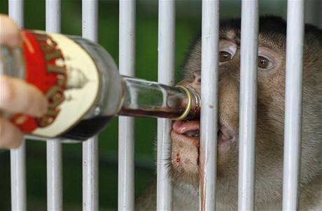 Prevence proti chipce. Opiák ze zoo v sibiském Krasnojarsku dostává od oetovatele ervené víno, které ho má chránit ped virem H1N1.