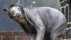 V italské zoo zstali z neznámých dvod dva medvdi bez srsti.