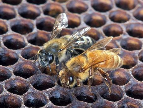 Afrikanizovaná včela (vlevo) se sice od včely domácí barevně liší, ale nespoléhejte na to, že si tohoto rozdílu v reálné situaci všimnete