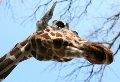 Žirafa v zoo - ilustrační foto.