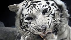 Bílou tygřici roztrhali v liberecké zoo lvi. Vedení zpřísnilo ve výběhu pravidla