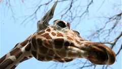 V Dánsku chtějí utratit další zdravou žirafu