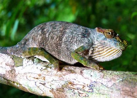 Kinyongia magombeare, chameleon z Magombery