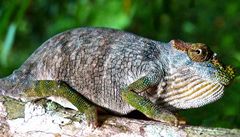 Nov druh chameleona objeven v tlam hada
