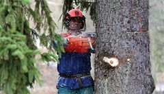 D�evorubci pokáceli ve Vrchlabí-Herlíkovicích na Trutnovsku zhruba sedmdesátiletý smrk, který v p�edváno�ní dob� ozdobí pra�ské Starom�stské nám�stí