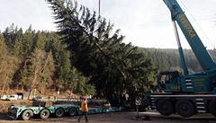 D�evorubci pokáceli ve Vrchlabí-Herlíkovicích na Trutnovsku zhruba sedmdesátiletý smrk, který v p�edváno�ní dob� ozdobí pra�ské Starom�stské nám�stí