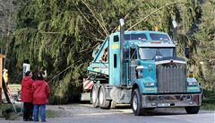 D�evorubci pokáceli ve Vrchlabí-Herlíkovicích na Trutnovsku zhruba sedmdesátiletý smrk, který v p�edváno�ní dob� ozdobí pra�ské Starom�stské nám�stí