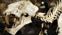 Dinosaui a zkamenliny se budou drait na aukci v Pai