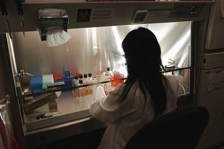 Práce s kmenovými buňkami v laboratoři