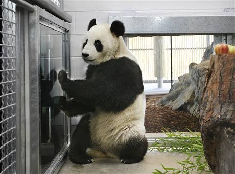 Panda velk v australsk zoo