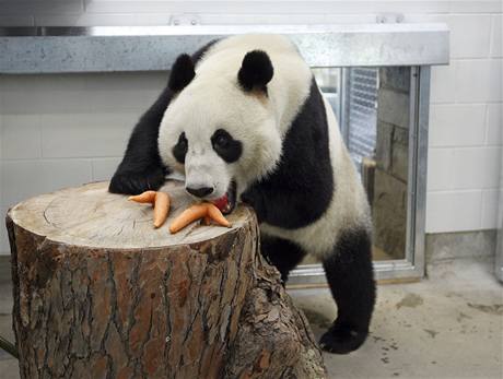 Panda velká v australské zoo