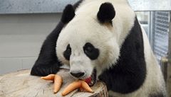 Panda velká v australské zoo