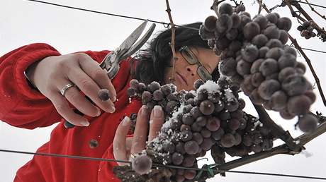 Ve vinaství pod hradem Sádek na Tebísku se zaalo vyrábt ledové víno.