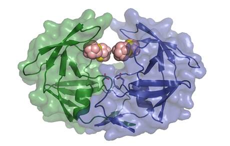 Navázání metalokarboran na na HIV proteázu