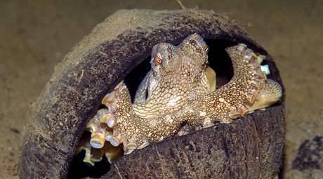 Chytrá chobotnice Amphioctopus marginatus