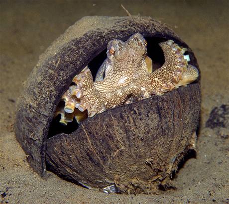 Chytrá chobotnice Amphioctopus marginatus