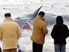 V jiní Itálii uhynuly velryby 