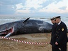 V jiní Itálii uhynuly velryby 