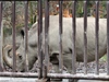 Ze zoologické zahrady ve Dvoe Králové na Labem vyrazily 19. prosince dopoledne na cestu do Prahy kamiony se tymi vzácnými severními bílými nosoroci.