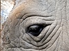 Oekávaný transport nosoroc z Hradce Králové do Keni