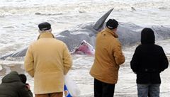 Pět z devíti velryb, které uvízly v Itálii na mělčině, už uhynulo 