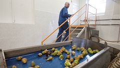 �erstvé hru�ky do lahví. P�írodní ��áva z la�anských hru�ek poputuje do desítek lahví.