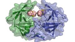 Navázání metalokarboran na na HIV proteázu
