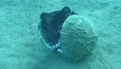 Chytrá chobotnice Amphioctopus marginatus